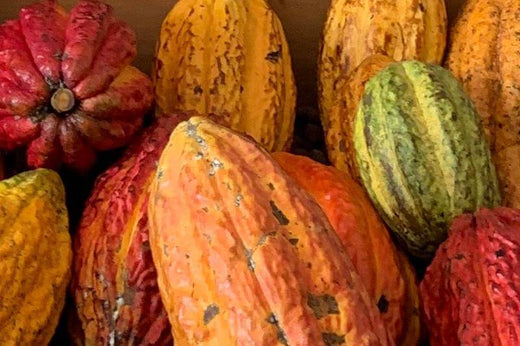 What Is Criollo Cacao?