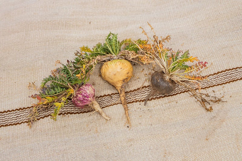 Yellow maca vs red maca vs black maca NZ - maca colours explained (New)