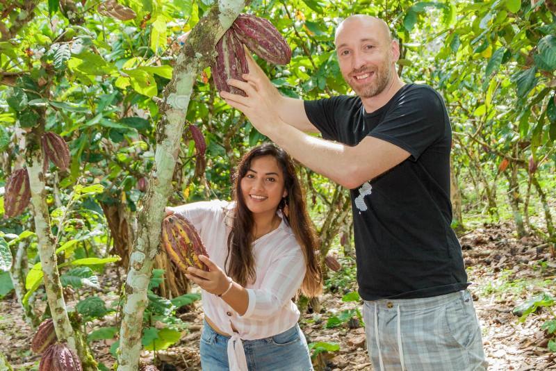 How does cacao grow?