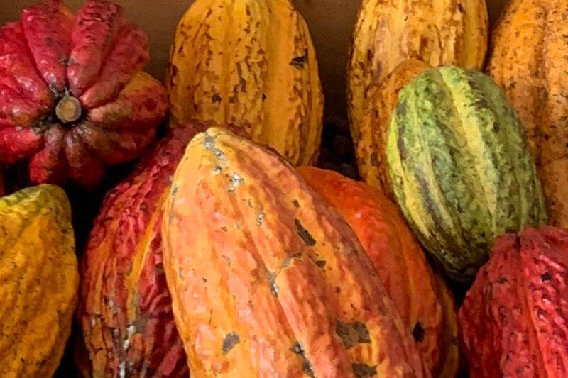 The Different Varieties of Cacao