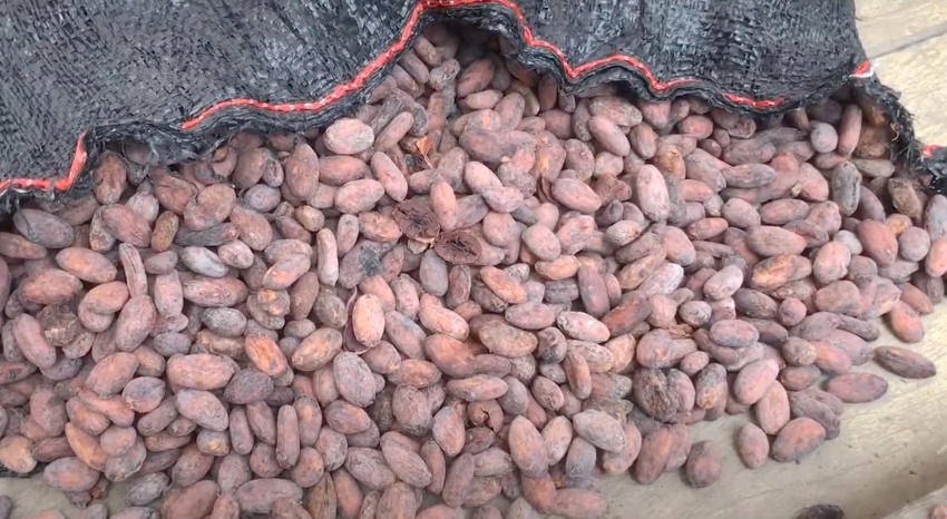 Cacao fermentation explained