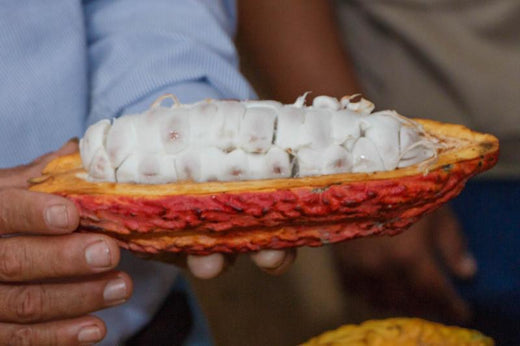 What is cacao?